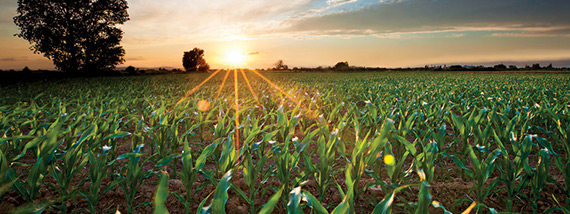 corn field at dusk wide